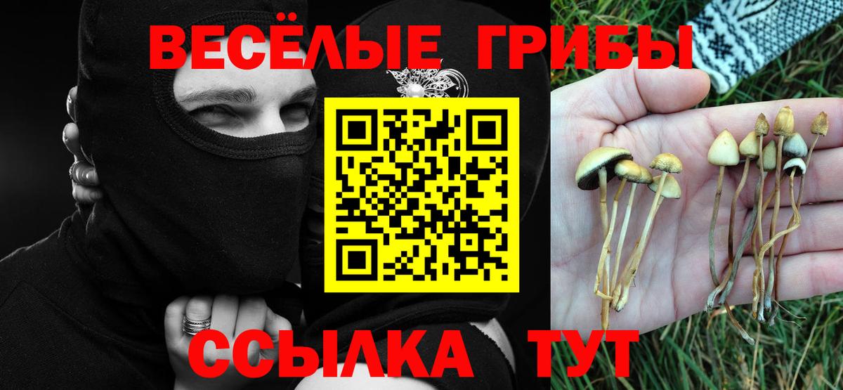 Галлюциногенные грибы Psilocybine cubensis Родники